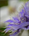 /album/fleurs-dun-jardin-2015/dsc-5235-copie-jpg/